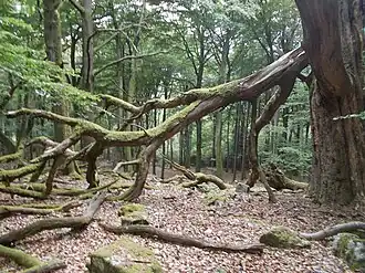 Laubwald im Nationalpark