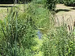 Der Lauersche Grenzgraben in der Nähe der Erlebnisachse zum Cospudener See