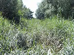 Nur ein Röhrichtstreifen markiert streckenweise seinen Verlauf
