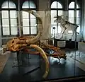 Mammut von Le Brassus
