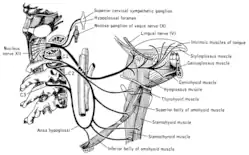 Schema der Aufzweigungen von Nervus hypoglossus und Ansa cervicalis [hypoglossi]