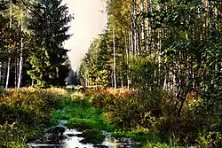 Blick in den Wald mit Flusslauf in Farbe.