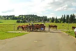 Pferdeherde in Le Bémont