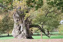 Eiche in Guillotin de Concoret