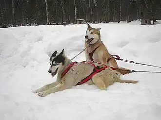 Husky (Alaskan Husky)