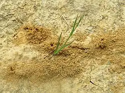 offene, besonnte Sandstelle – Lebenraum für Ameisen, Ameisenlöwen, Wildbienen, Weg- und Grabwespen