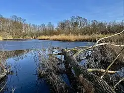Lehmlache Lauer mit Biberfraß an liegender Weide