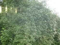 Bewuchs: Hundsrose und Waldrebe