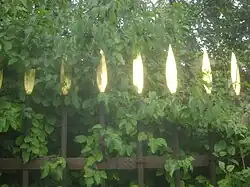 Bewuchs: Roter Hartriegel und Waldrebe