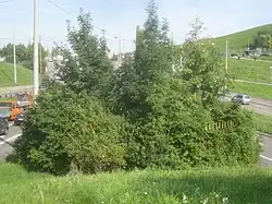 Bewuchs: Büsche und drei Bäume