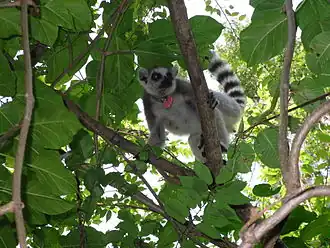 Katta Lemur
