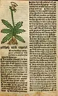 Leontodon hispidus im Gart der Gesundheit, Mainz 1485. Die Abbildung wurde unverändert dem Kodex Berleburg entnommen.