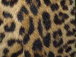 Leopard (ohne Füllflecken)