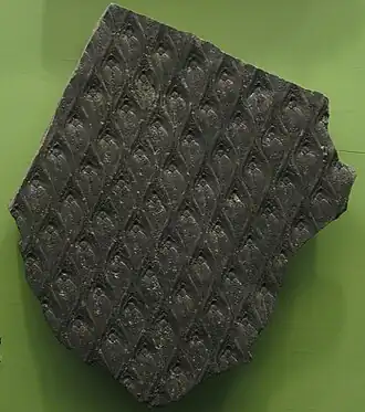 2018 – Schuppenbaum Lepidodendron, hier repräsentiert durch einen Abdruck der Rinde aus dem Karbon von Nordamerika