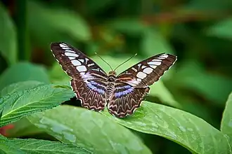 Schmetterling