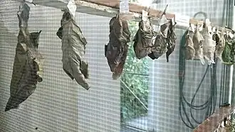 Schmetterlingspuppen in der Aufzuchtstation