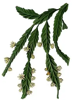 Lepismium houlletianum f. regnellii