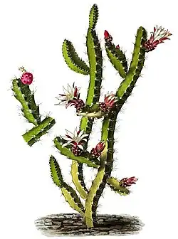 Lepismium ianthothele