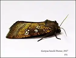 Haarstrangwurzeleule