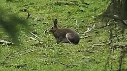 2025 Alpenschneehase