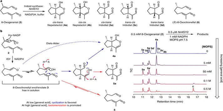 Darstellung einer möglichen Synthese von Nepetalacton