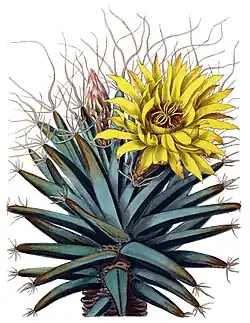 Leuchtenbergia principis