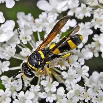 Leucospis dorsigera ♀