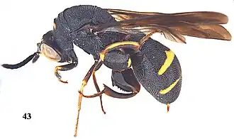 Leucospis aequidentata ♂