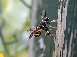 Weibchen beim Bohren