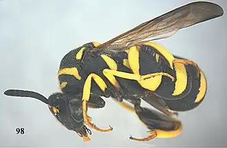 Leucospis intermedia ♀