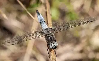Ausgefärbtes Männchen nahezu ohne Fleckung der Flügelspitzen