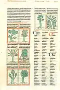 Verschiedene Pflanzen im Liber Floridus[10] (Kopie aus dem 15. Jahrhundert)