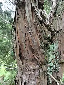 Stamm von Libocedrus bidwillii