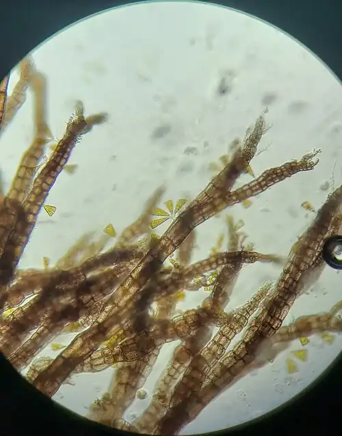 Licmophora sp., Harbor Walk East, Vorschaubild für Charleston (South Carolina) Charleston (South Carolina)