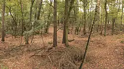 Das Fund- und Ausgrabungsgelände auf der Sanddüne Heidberg in einem lichten Wald