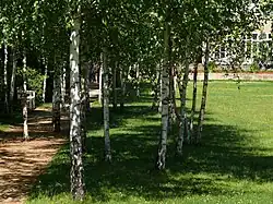 Neu angelegter Birken­weg