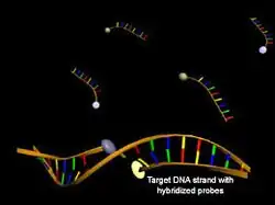 Struktur von Hybridisierungssonden vor (oben) und nach Hybridisierung mit der Ziel-DNA (unten) unter Zunahme der Akzeptorfluoreszenz (gelb)