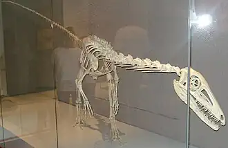 Theropoder Dinosaurier Liliensternus liliensterni