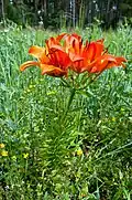 Lilium bulbiferum var. croceum auf Sandacker