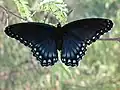 Limenitis arthemis arizonensis
