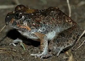Ornate Burrowing Frog (Platyplectrum ornatum)