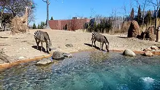Zebras im Zoo