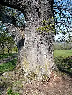 Lindenallee am Ritterhof