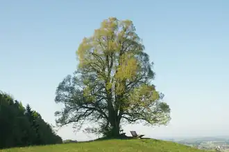 Linde am Thurn, Berndorf