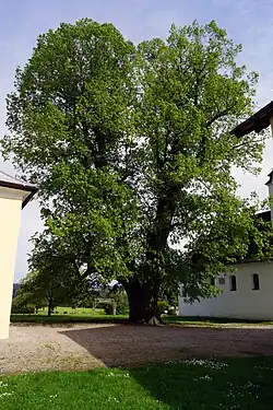 Linde in Zellhof, Mattsee