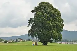 Linden in Kirchfenning