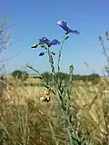 Österreich-Lein (Linum austriacum), in Österreich gefährdet.