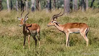 Schwarzfersenantilopen (Aepyceros melampus)