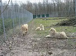 Weiße Löwen (Panthera leo)