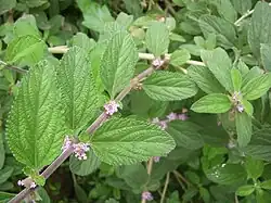 Lippia alba (Blätter mit Anisaroma)